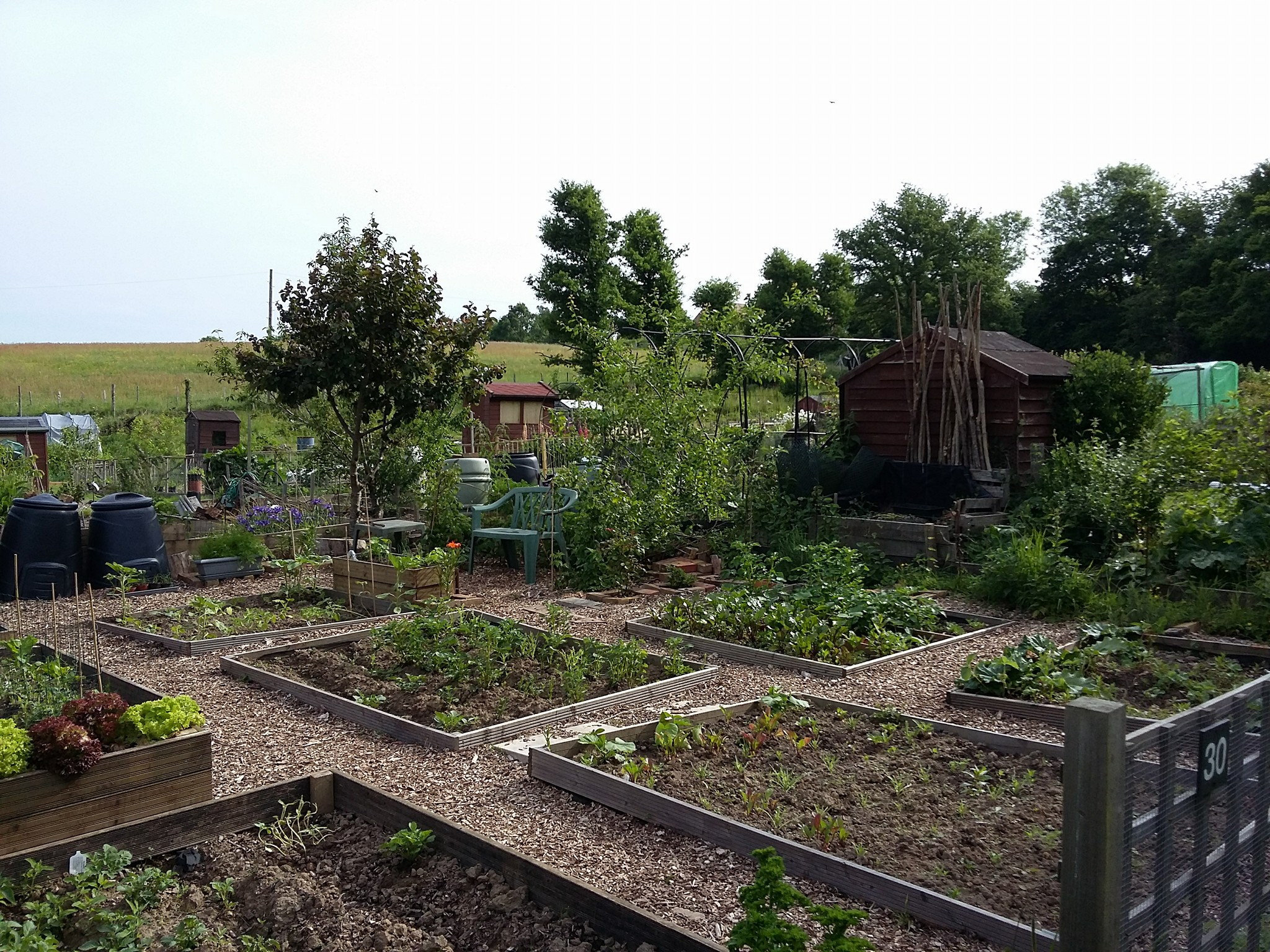 Photo of Buxted Parish Allotments